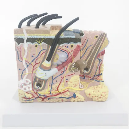 Prosthetic Human Skin Anatomy Model - YA/HB012