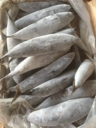 sea frozen bonito tuna