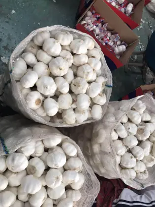 Pure White Snow White Garlic