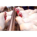 Chain feeder system poultry