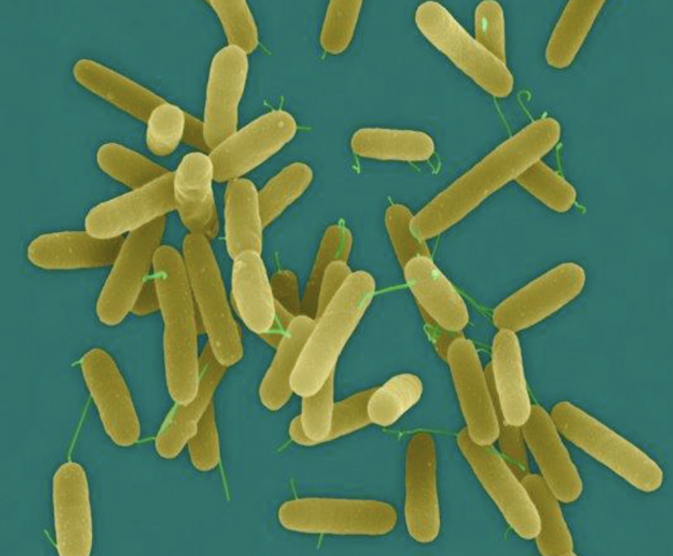 High Purity Pseudomonas Fluorescens