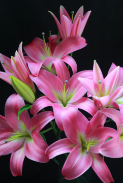 Deep Pink Lily with Vibrant Spray Flower Design