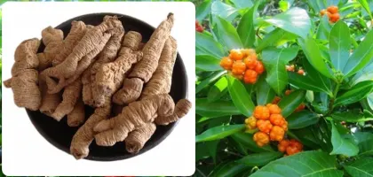 morinda officinalis saponin morinda ba ji tian extract