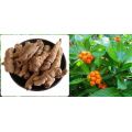 Bacopin root extract Morinda officinalis extract