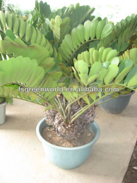 zamia furfuracea mexico palm potted