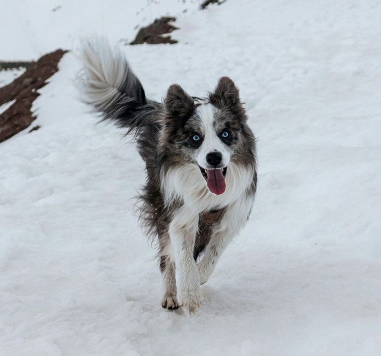 Dog Plush Toys: A Journey Through Enhancing Pups' Physical, Emotional, and Developmental Well-being