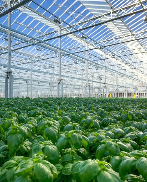 PC Board Multi-span Greenhouse