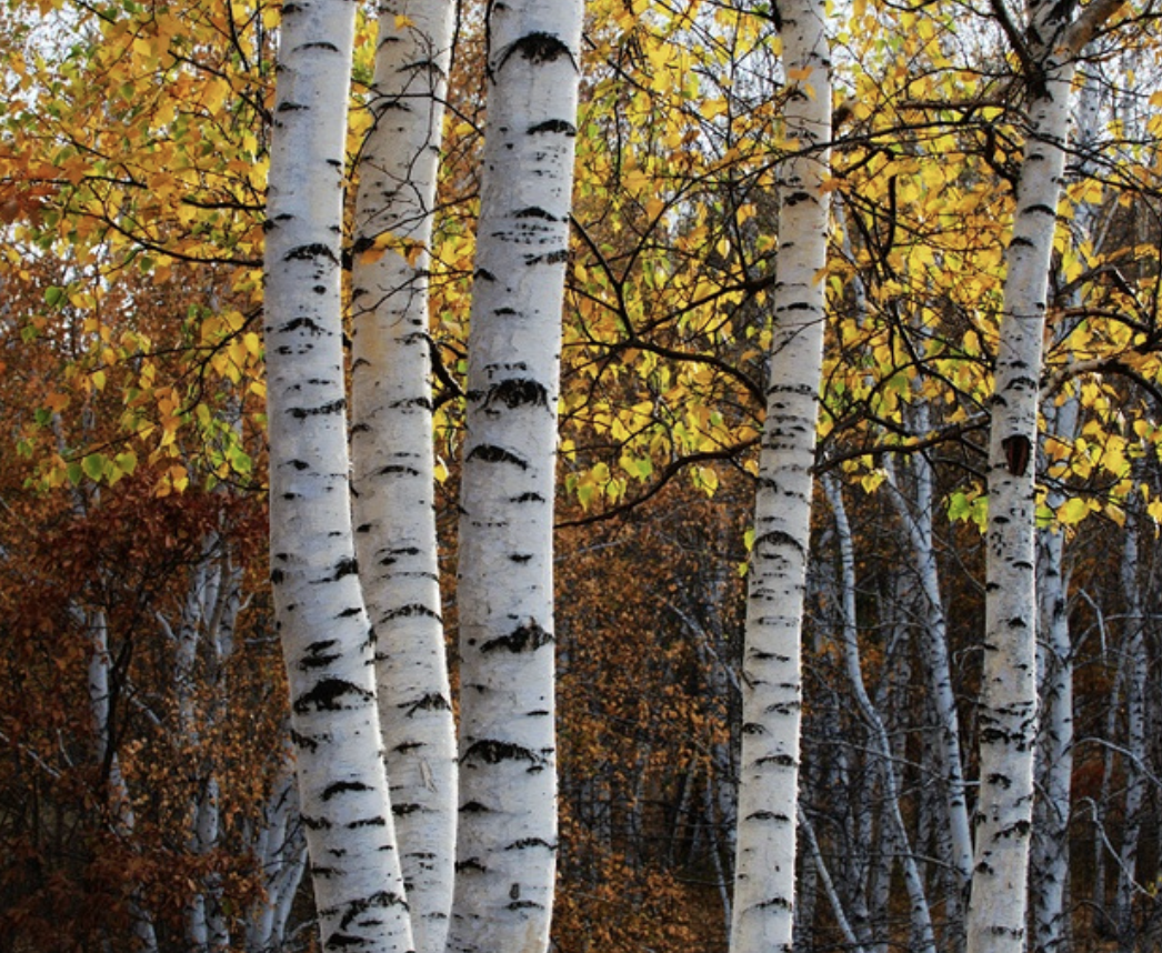 Betulinic Acid for Dietary Supplements