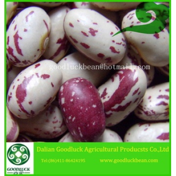 New Crop Dry Butter Beans AKA Cranberry Beans