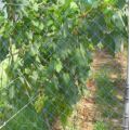 Mesh in plastica HDPE Bird Control Mesh Green