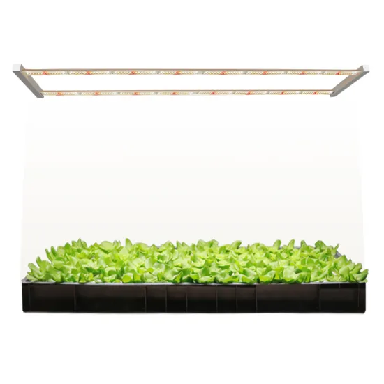 Koray 60W AC230V LED Grow Light with High PPFD for Indoor Leafy Vegetables