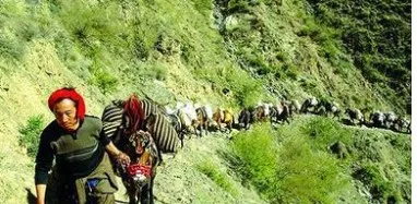 Yunnan Puer Mi Ni Tuo Cha