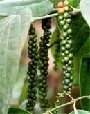 white pepper