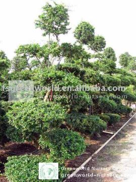 Carmona bosnai trees