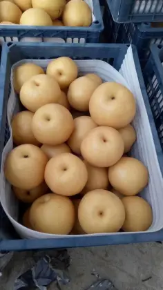 2018 Fresh Fengshui pear