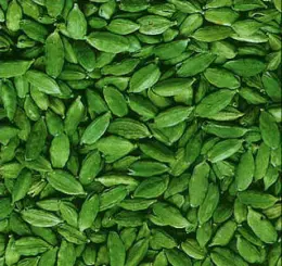 fresh cardamom
