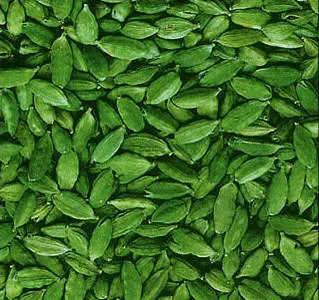 fresh cardamom