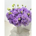 প্রিমিয়াম কৃষক হালকা বেগুনি Lisianthus দীর্ঘ দানি জীবন