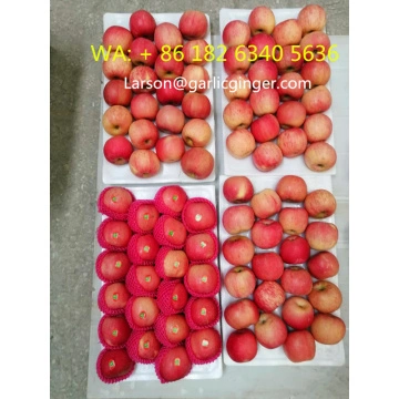 fresh royal gala west apples China Manufacturer