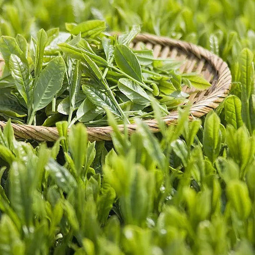 GreentEatianfu Dragon Bud Tea Bamboo Folha de chá verde