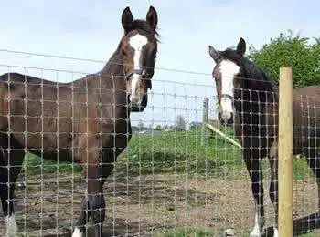 ANPINE Fabrication Galvanisé Wire Horse Grassland Net de sécurité clôture