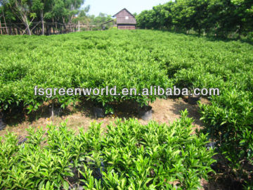 Fagraea ceilanica shrub trees