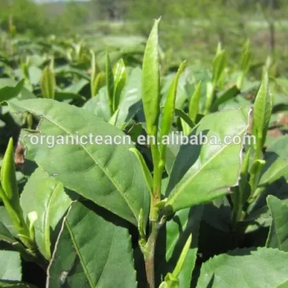 Health foods detox tea organic china lung ching