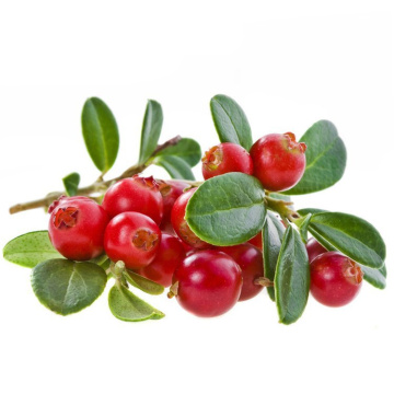 100% Pure Natural Cranberry Extract Powder