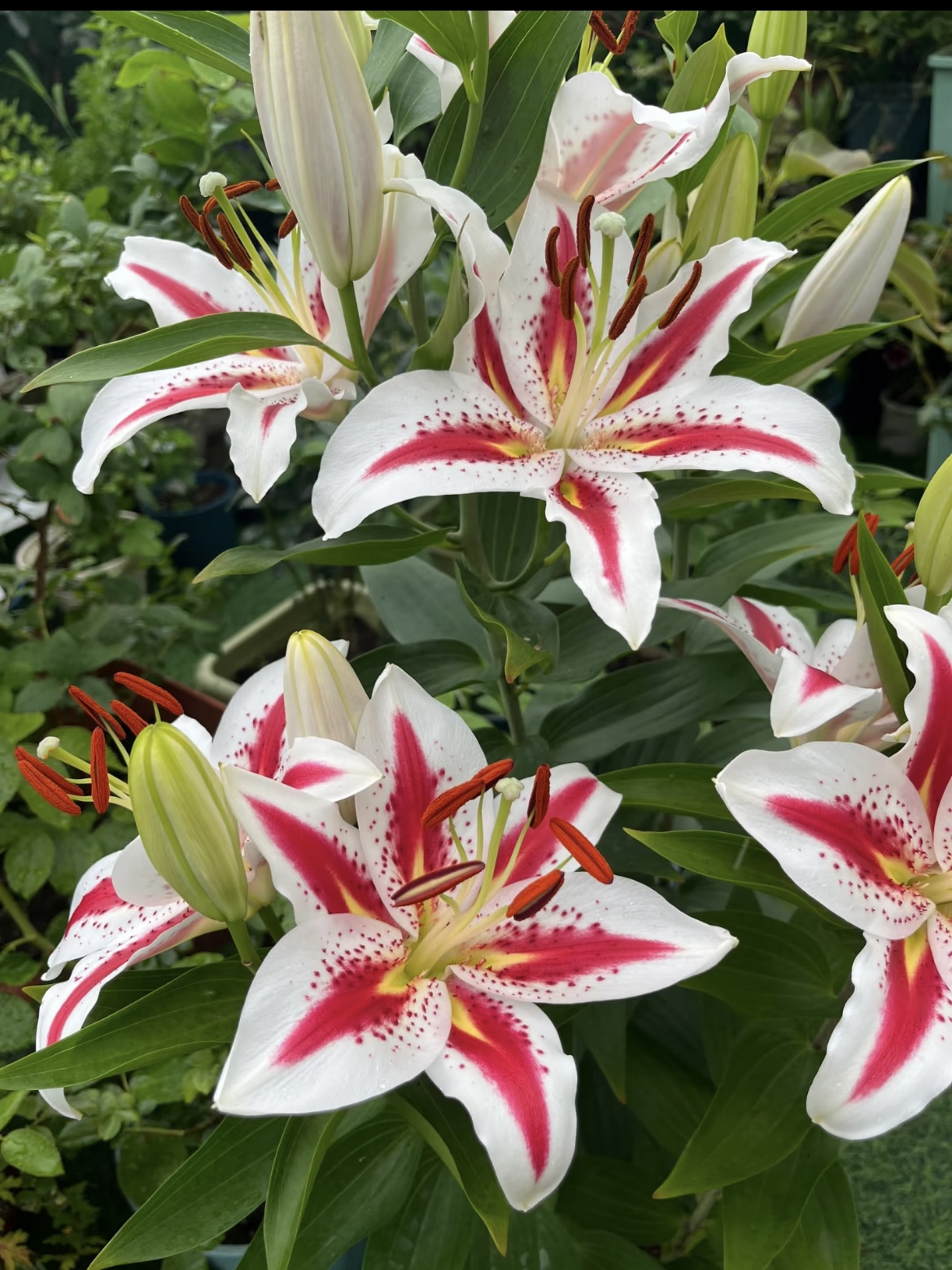 Smiley Single-petal Lily4