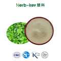 Gynostemma Pentaphyllum Leaf Extract 20% High quality Gynostemma Extract 20% Factory