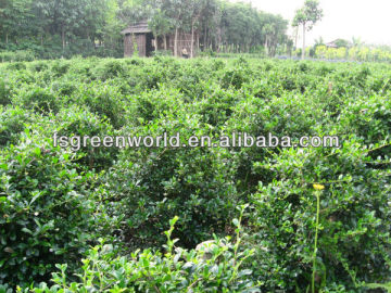 Carmona Microphylla shrub trees