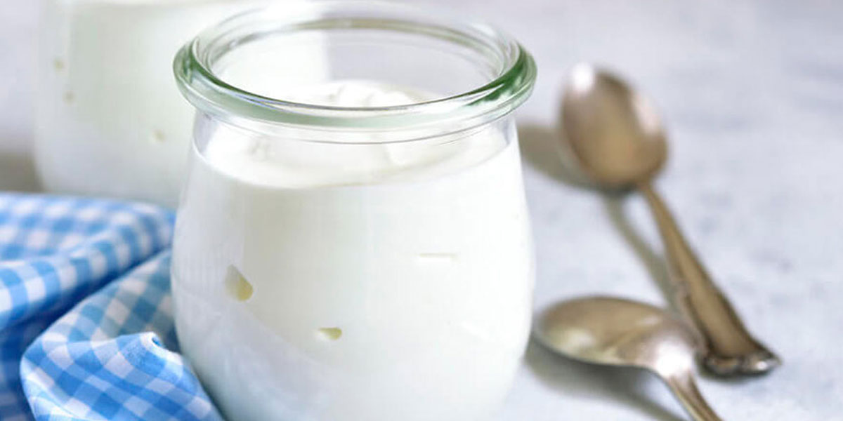 Lactobacillus Bulgaricus2