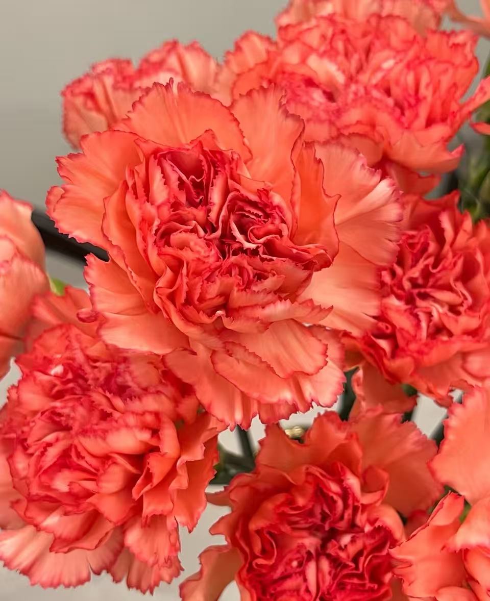 Single-headed Carnation flame7