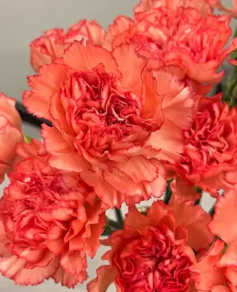 Single headed Carnation flame