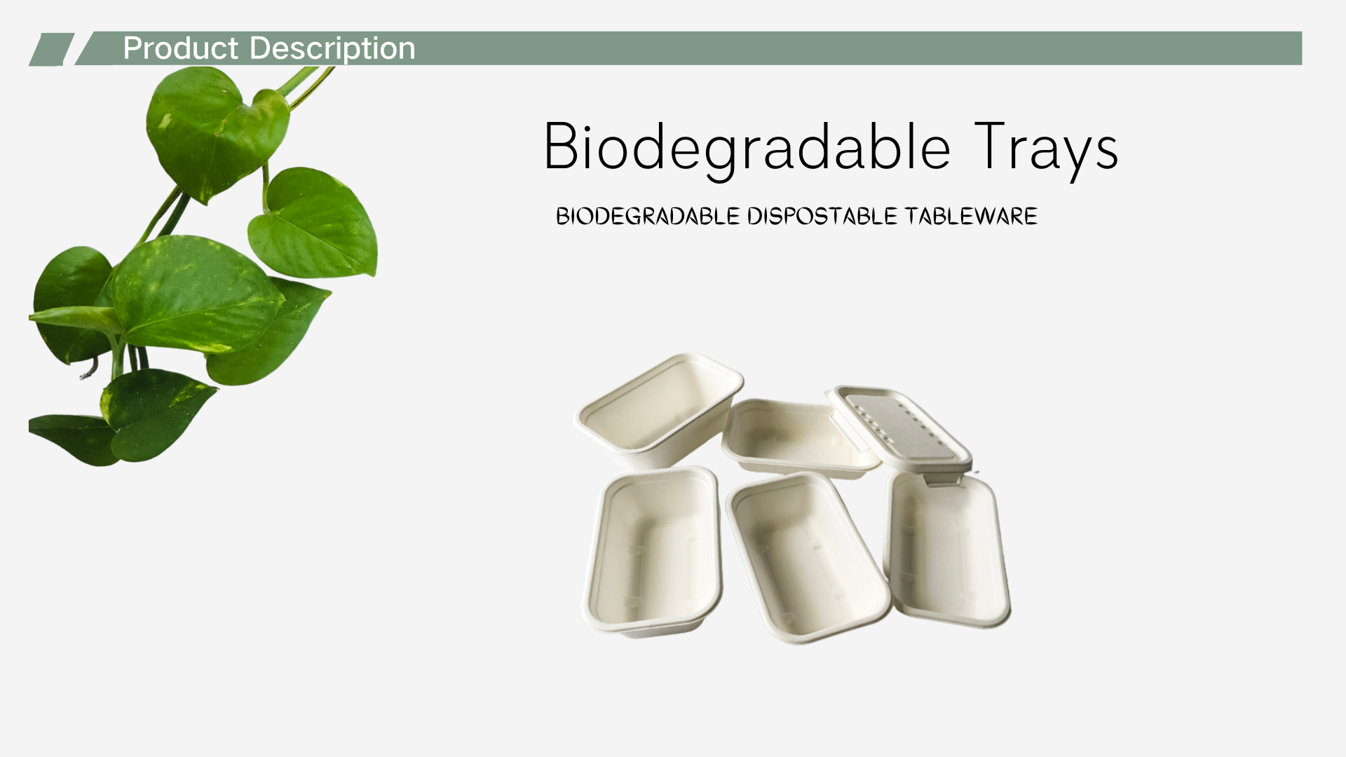 bagasse food container