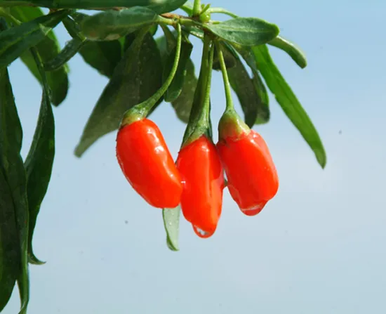 Dried organic wolfberry dry goji with low moisture