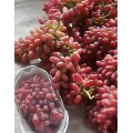 Venda por atacado de uva de mesa vermelha sem sementes