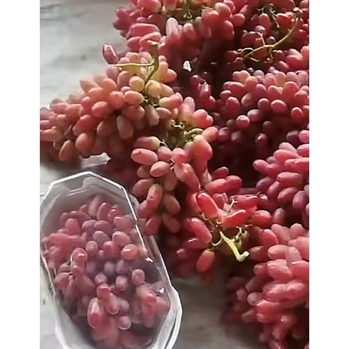 Venda por atacado de uva de mesa vermelha sem sementes