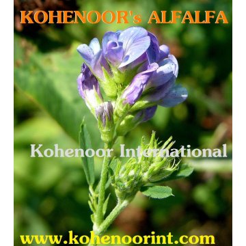 Kohenoor A1 Alfalfa Seed Forage Seeds