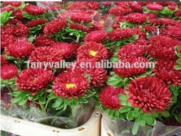 Heirloom callistephus chinensis China Aster Red Ribbon Rose Flower Bulk Seeds For Growing