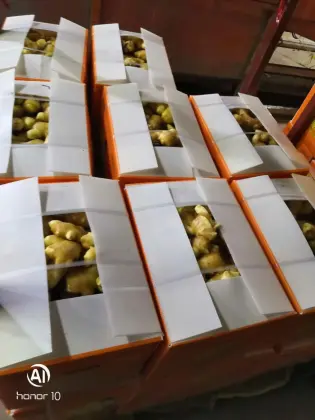 wholesale organic fresh/driedginger