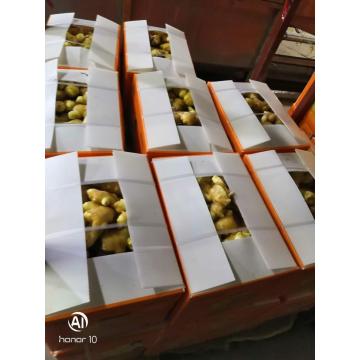 Selected Quality New Crop Ginger