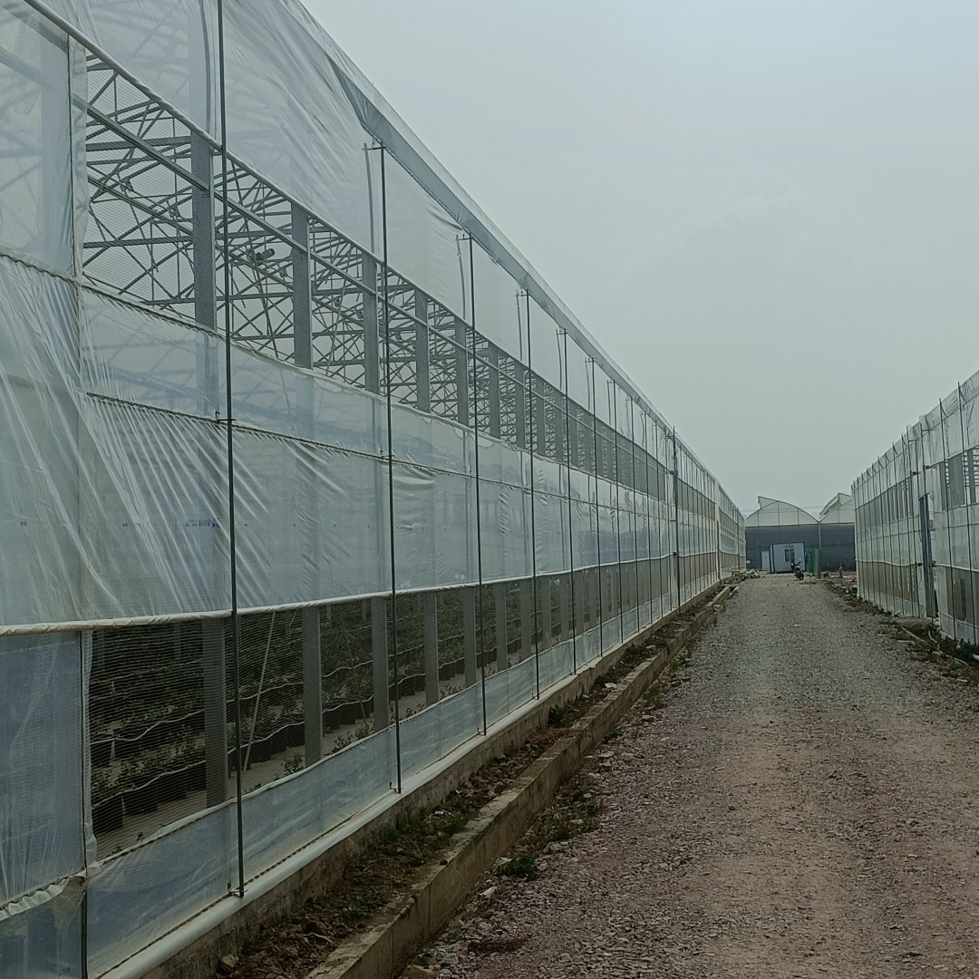 seedling greenhouse film (6)