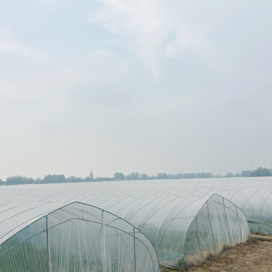 tunnel greenhouse film (1)