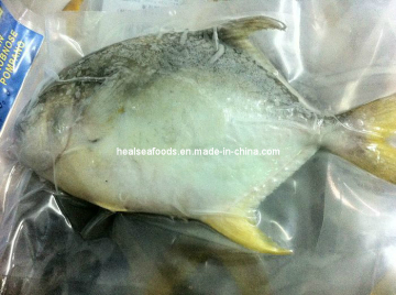 Frozen Golden Pompano