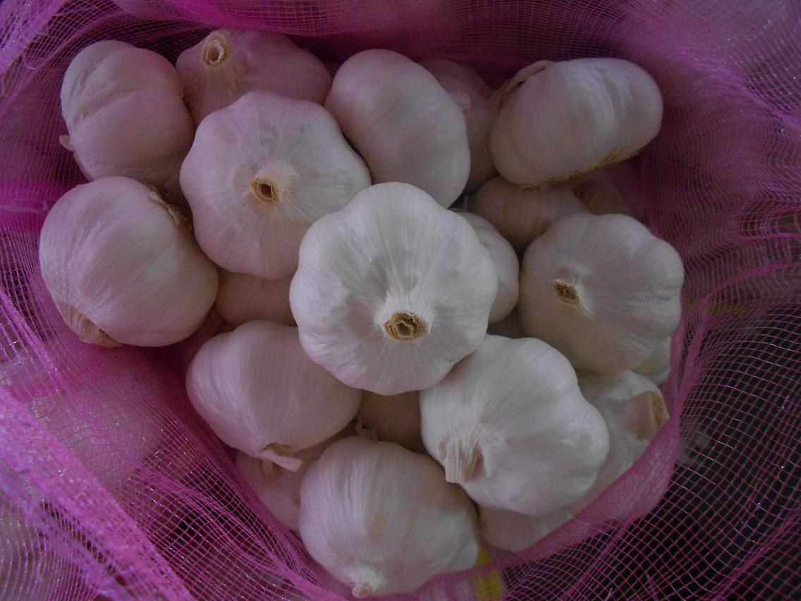 normal white garlic 