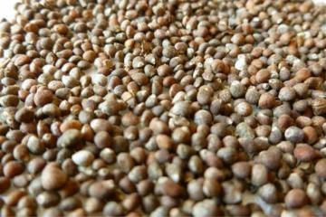 Dark Gray Perilla Seed