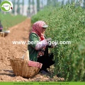 Bóia de Goji de baixo teor de pesticidas de variedade Bulk Variety