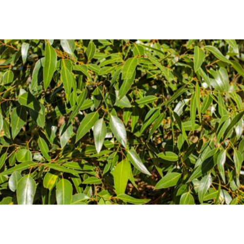 Natural Eucalyptus Leaf Extract