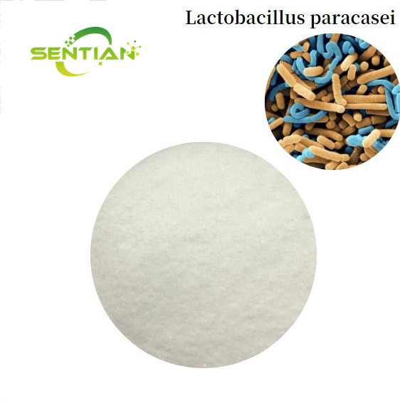 Premium Digestive Health Probiotics Lactobacillus paracasei